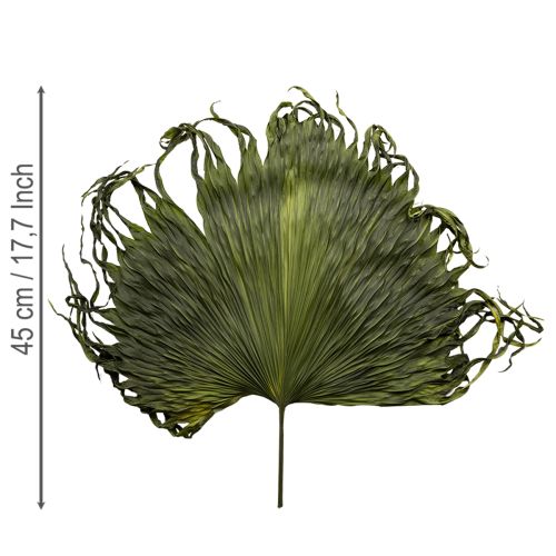 kohteita Palmunlehtien koristelu eksoottisiin asetelmiin ja pöytäkoristeluun