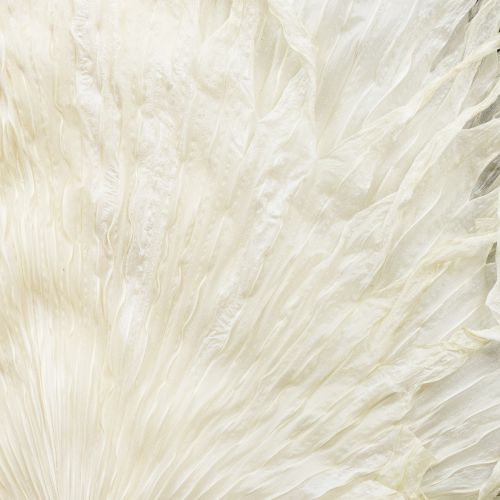 kohteita Kuivattuja koristeellisia palmunlehtiä, valkaistuja, 45 cm, 5 kpl