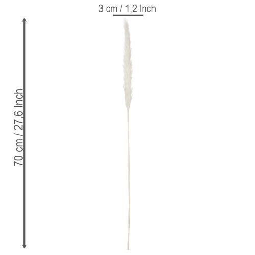 Pampasruohon kuivatut kukat valkaistut 70cm 15kpl | Floristik24.fi