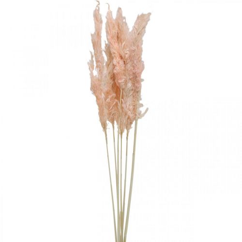 kohteita Kuivatut pampasruoho vaaleanpunaiset kuivatut kukat luonnollinen koriste 65-75cm 6kpl