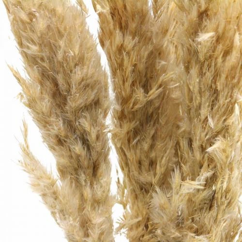 Kuiva deco pampas ruoho kuivattu valkaistu 70-75cm 6 vartta