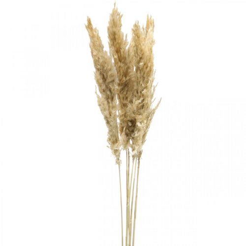 Kuiva deco pampas ruoho kuivattu valkaistu 70-75cm 6 vartta