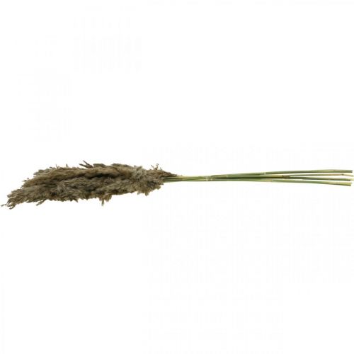 Floristik24 Kuivattu Pampas Grass Natural Kuivakimppu 70-75cm 6 kpl