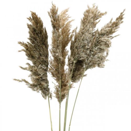 Floristik24 Kuivattu Pampas Grass Natural Kuivakimppu 70-75cm 6 kpl