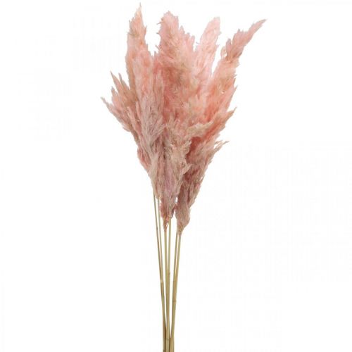 Pampas ruohokuivattu pinkki kuiva kukkakauppa 65-75cm 6kpl nippuna