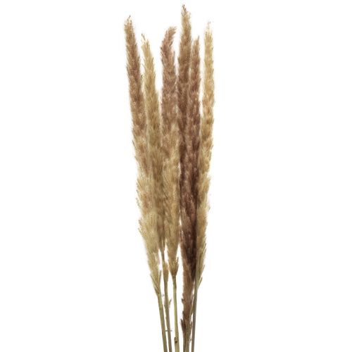 Floristik24 Pampas ruoho deco kuivattu natural dry deco 70cm 6kpl