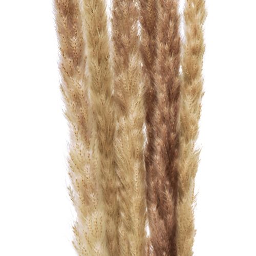 Pampas ruoho deco kuivattu natural dry deco 70cm 6kpl