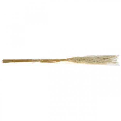 Floristik24 Kuivattu pampasruoho, valkaistu 75 cm kuivalle kimppuun 10 kpl:n nippu