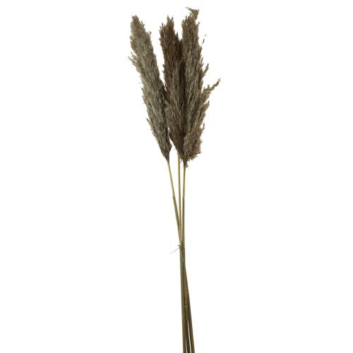 kohteita Pampas-ruohokuivattu koristeellinen kuivanurmi luonnonmukainen 95cm 3 kpl