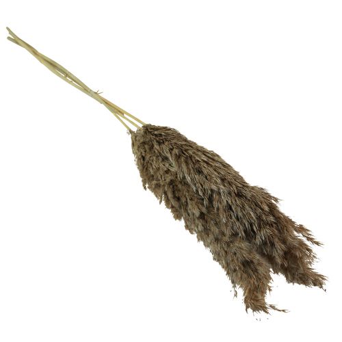 kohteita Pampas-ruohokuivattu koristeellinen kuivanurmi luonnonmukainen 95cm 3 kpl