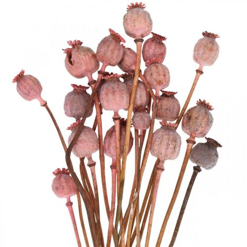 kohteita Dry Deco Poppy Kapselit Vaaleanpunaiset Unikonväriset Kuivatut kukat 75g