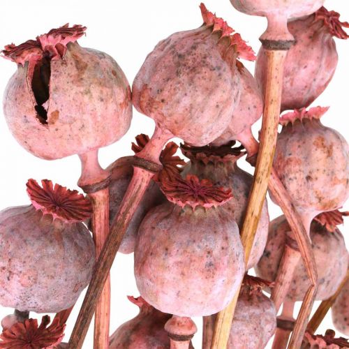 Floristik24 Dry Deco Poppy Kapselit Vaaleanpunaiset Unikonväriset Kuivatut kukat 75g