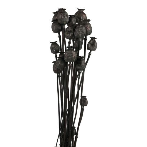 Kuivatut kukat unikon kapselit kuivatut Black Papaver 80g
