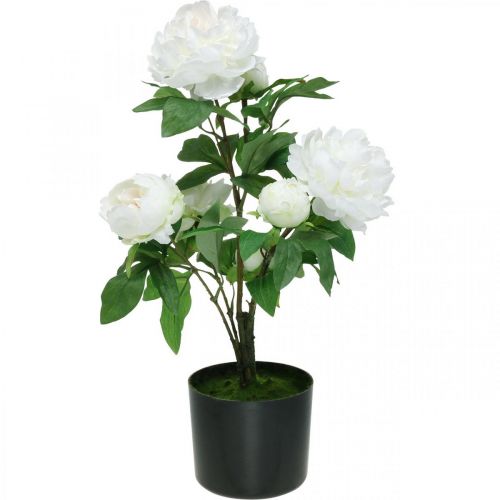 Floristik24 Keinotekoinen Paeonia, pioni ruukussa, koristekasvi valkoiset kukat K57cm