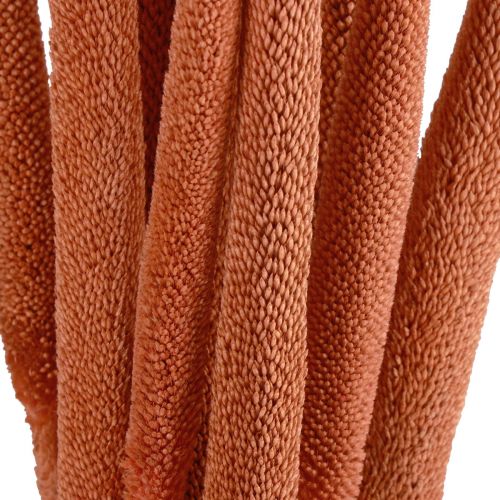 kohteita Helmihirssiruoko Babala hirssioranssi 70cm 10 kpl