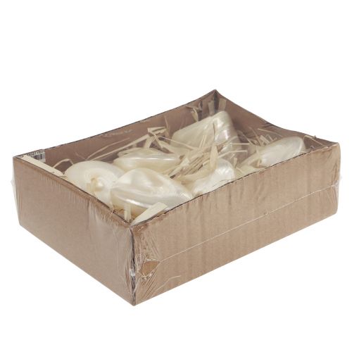 Floristik24 Helmiäisgyrosetana merikotilokoriste 5-6cm 6 kpl