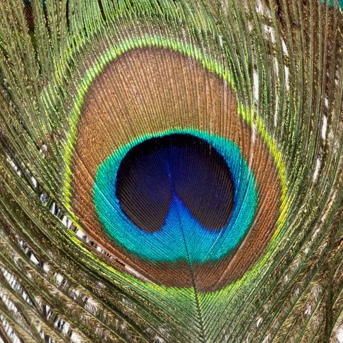 kohteita Riikinkukon höyhenkoriste, aitoja linnun höyheniä, pitkät 75-85cm, 8 kpl