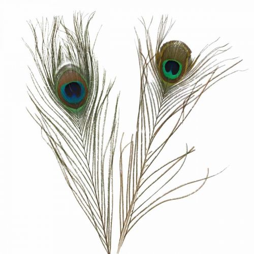 Floristik24 Riikinkukon höyhenet koristelu Aidot askarteluhöyhenet Natural 24-32cm 24 kpl