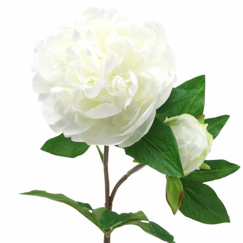 Pioni valkoinen 72cm