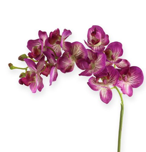 Floristik24 Orkidea Phalaenopsis Purple-Cream 62cm