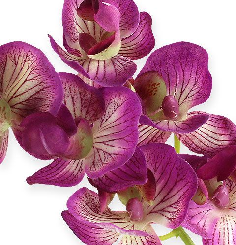 kohteita Orkidea Phalaenopsis Purple-Cream 62cm