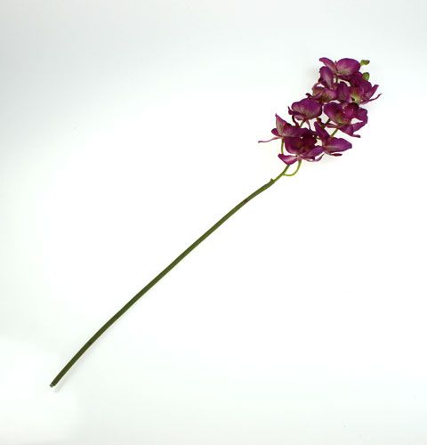 Floristik24 Orkidea Phalaenopsis Purple-Cream 62cm