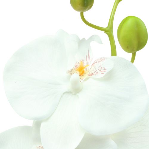 Floristik24 Orchid Phalaenopsis tekovalkoinen 80cm