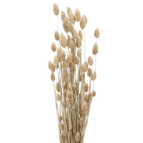 Floristik24 Phalaris kanariaruoho kuivatut kukat valkoiset L64cm 75gx2kpl