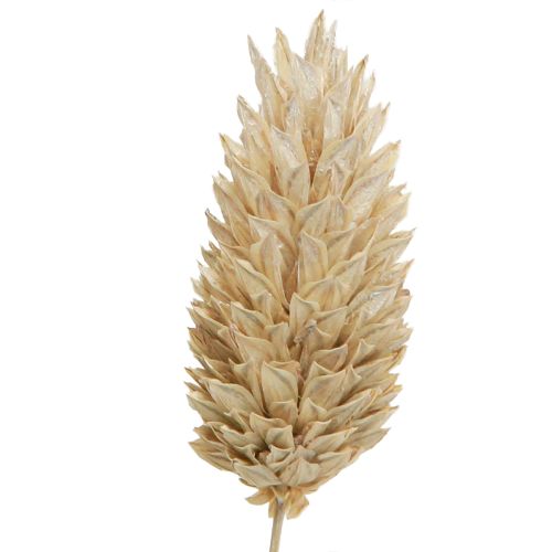 Floristik24 Phalaris kanariaruoho kuivatut kukat valkoiset L64cm 75gx2kpl