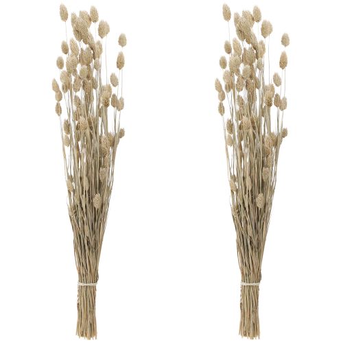 Floristik24 Phalaris kanariaruoho kuivatut kukat valkoiset L64cm 75gx2kpl