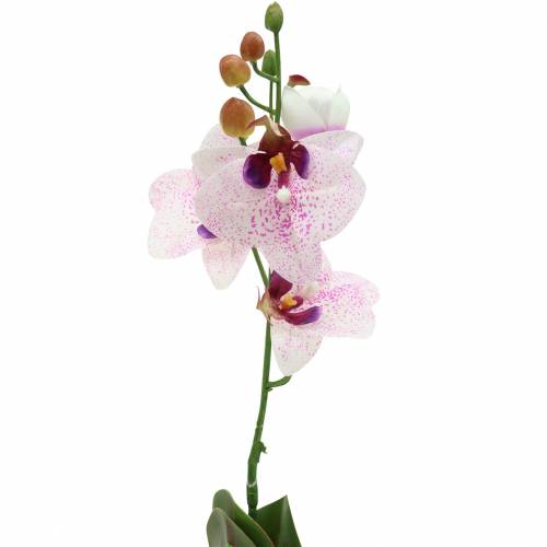 kohteita Keinotekoinen orkidea Phaleanopsis Valkoinen, Violetti 43cm