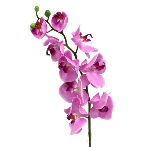 Floristik24 Orkidea Phalaenopsis Pink 77cm