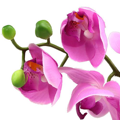 Floristik24 Orkidea Phalaenopsis Pink 77cm