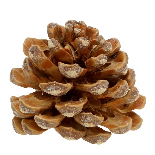 kohteita Käpyjä Pinus Käpyjä kerma sekoitettuna 5-18cm 25p