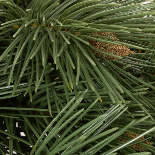 Keinotekoinen männynoksa koristeellisena kuusenoksana, 55 cm, 3 kpl | Floristik24.fi