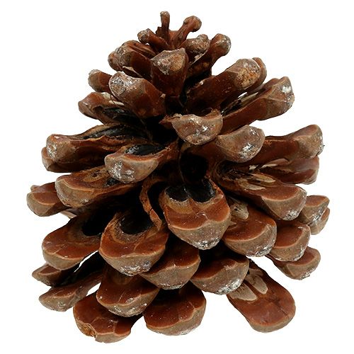 kohteita Pinus Pinea medium 10/14cm luonnollinen 50p