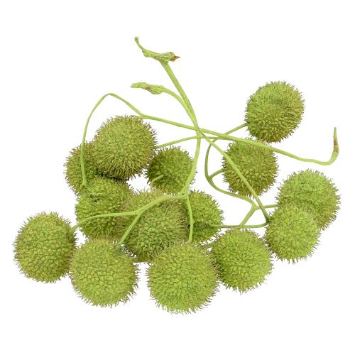 Floristik24 Sycamore-hedelmät vihreät 200g