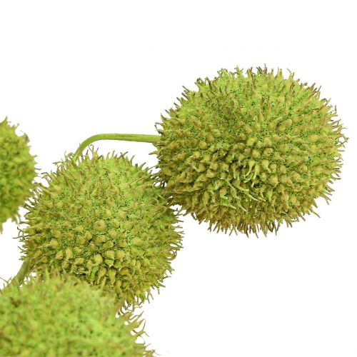Floristik24 Sycamore-hedelmät vihreät 200g