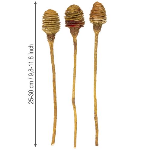 kohteita Platyspermum-voide 1-3, 50 päätä