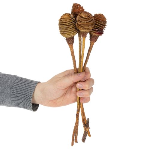 kohteita Platyspermum-voide 1-3, 50 päätä