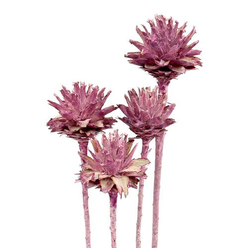 kohteita Leucospermum 1 karhunvatukka kuorrutettu 25 kpl