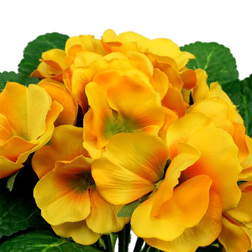 Floristik24 Primrose 15cm Keltainen