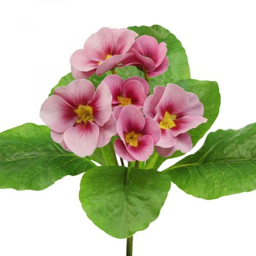 Floristik24 Primroses tekokukat Cowslips Pinkki H25cm