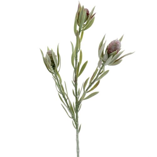 Floristik24 Protea kukkakimppu 43cm 6kpl