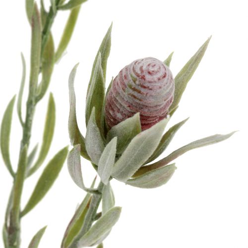 Floristik24 Protea kukkakimppu 43cm 6kpl