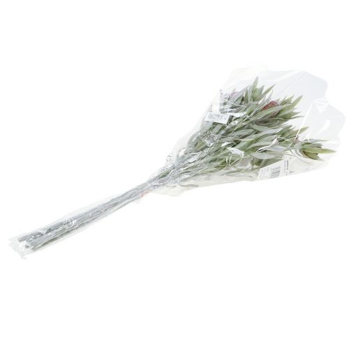 Floristik24 Protea kukkakimppu 43cm 6kpl