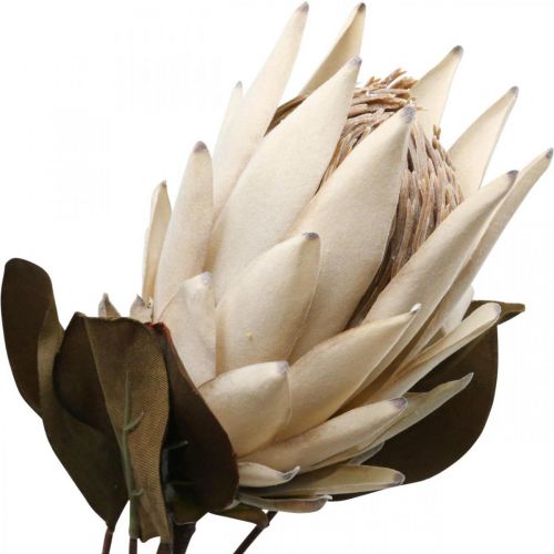 kohteita Protea Keinotekoisesti Kuihtunut Drylook Beige Ruskea Vihreä 72cm