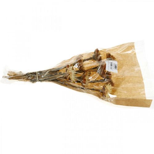 Floristik24 Protea Compacta Rosette Natural kuivattu kukka Sokeripensas 8 kpl