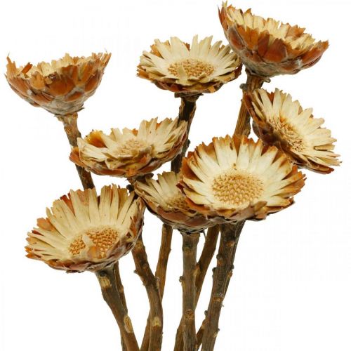 Floristik24 Protea Compacta Rosette Natural kuivattu kukka Sokeripensas 8 kpl