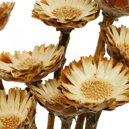 Floristik24 Protea Compacta Rosette Natural kuivattu kukka Sokeripensas 8 kpl